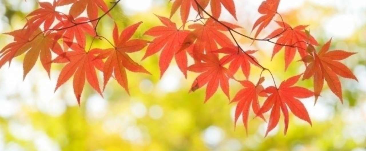 鼻水が止まらない時におススメアロマ Nao Note