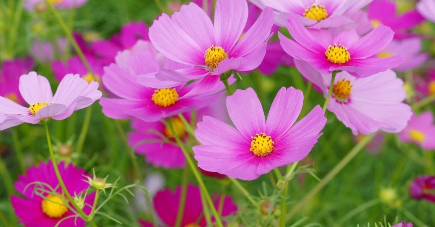 Vol. 34 The season of Cosmos コスモスの季節です｜JP_salon