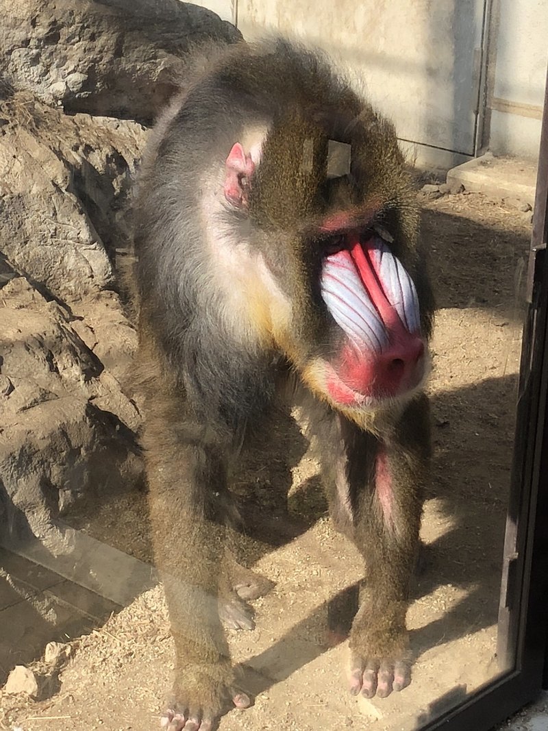 アニマル編 動物園に行ったら必ず見て欲しい マンドリル わたあめ Note アニマル編 動物園に行ったら必ず見て欲しい マンドリル わたあめ Note