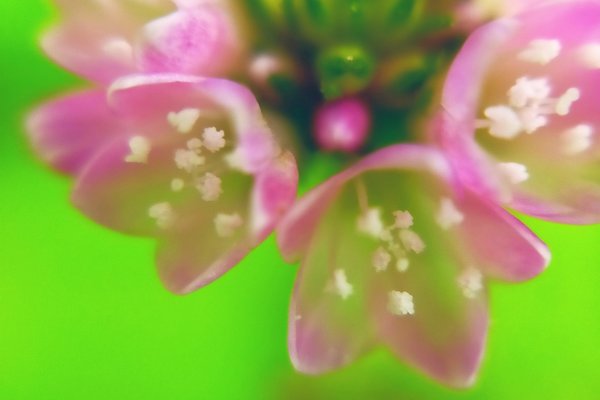 ミゾソバの花言葉は純粋 の新着タグ記事一覧 Note つくる つながる とどける ミゾソバの花言葉は純粋 の新着タグ記事一覧 Note つくる つながる とどける