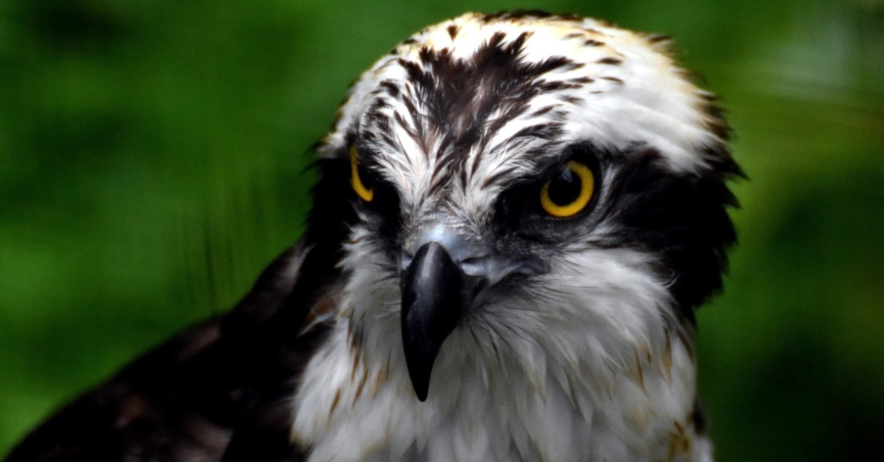 ムクホーク の新着タグ記事一覧 Note つくる つながる とどける