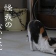 アイドル部の 死体蹴り 主導者は誰だったのか ドルアン Note