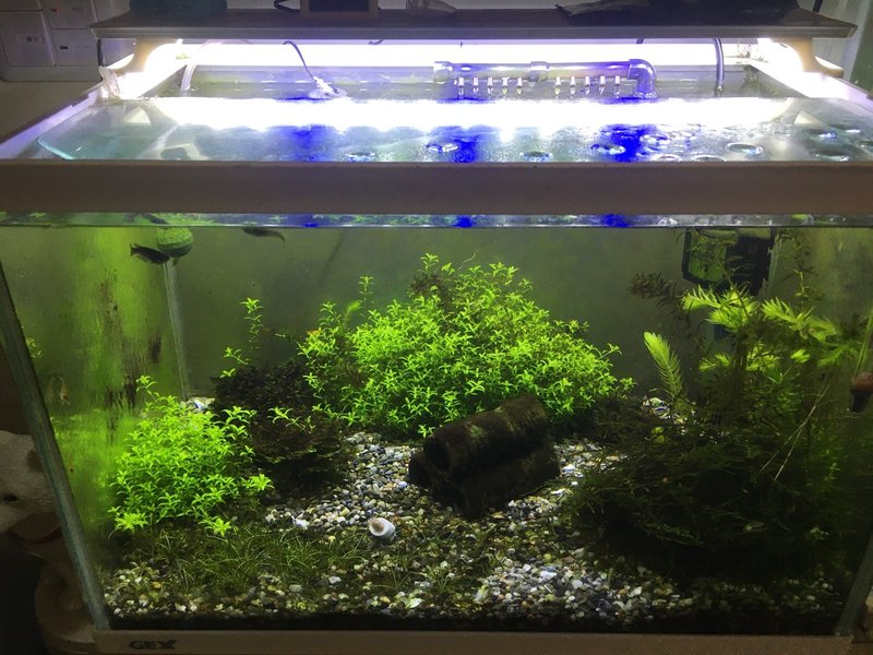 メダカは水流に無茶苦茶弱いぞ あわわ Note