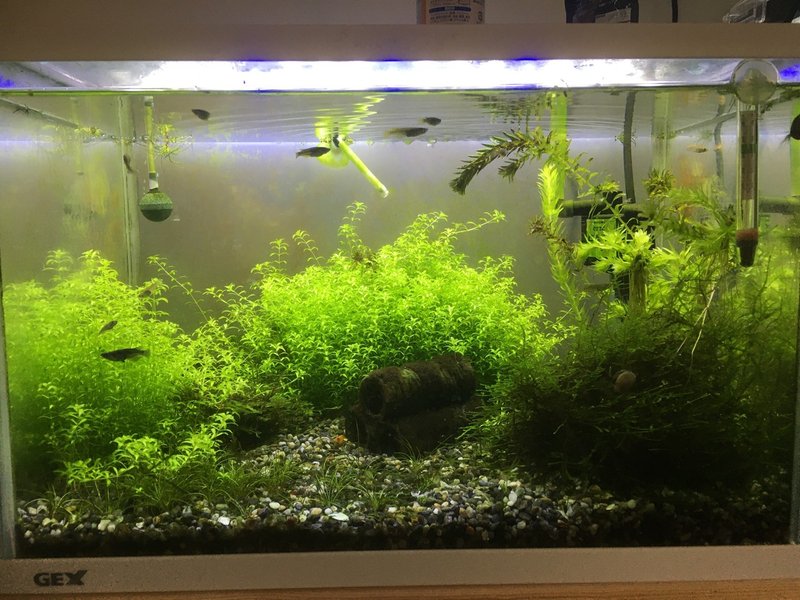 メダカは水流に無茶苦茶弱いぞ あわわ Note