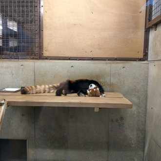 1kで同棲したら一人暮らしに戻りたくなった話 チビ Note