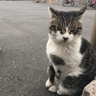 港キラねこ