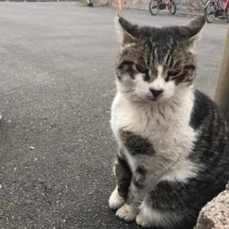 赤髪社長がヤクザの事務所で24時間土下座した話は本当なのか 考察 港キラねこ Note