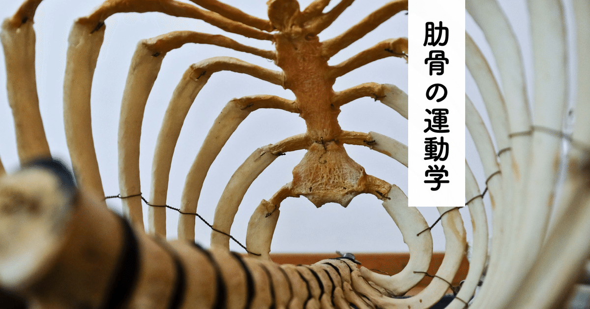 論文抄読】Diane Lee,Biomechanics of the thorax – research