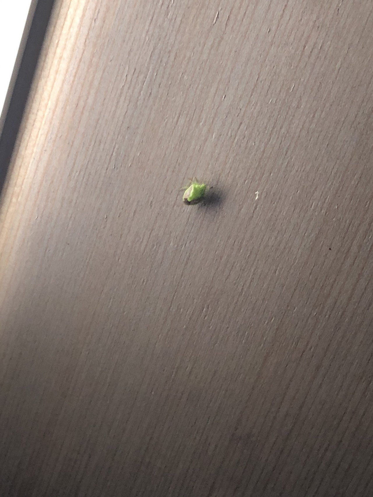 カメムシ 洗濯物を干していたら やたらと邪魔なカメムシがいた 洗濯物を取り込んだら服に付いていたらしい 室内に侵入を許してしまった むしろ招き入れた感じ 子どもの頃に戻れたら 手でサッと捕ま みかんママ Note