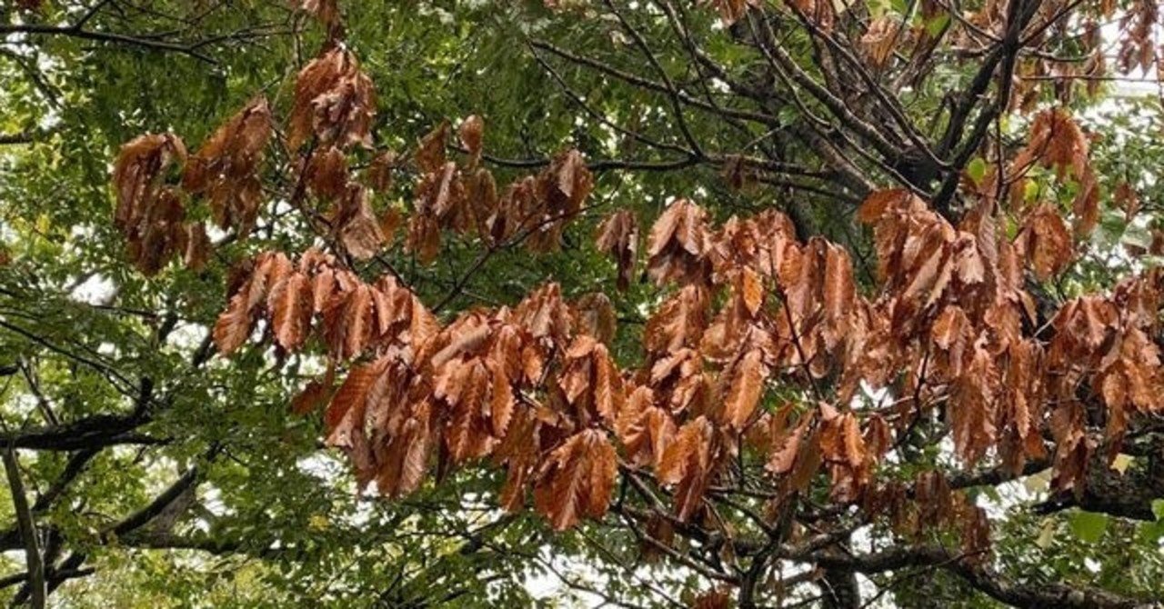 報告】エコツアー「大山のナラ枯れを観る」｜大山ゲストハウス寿庵