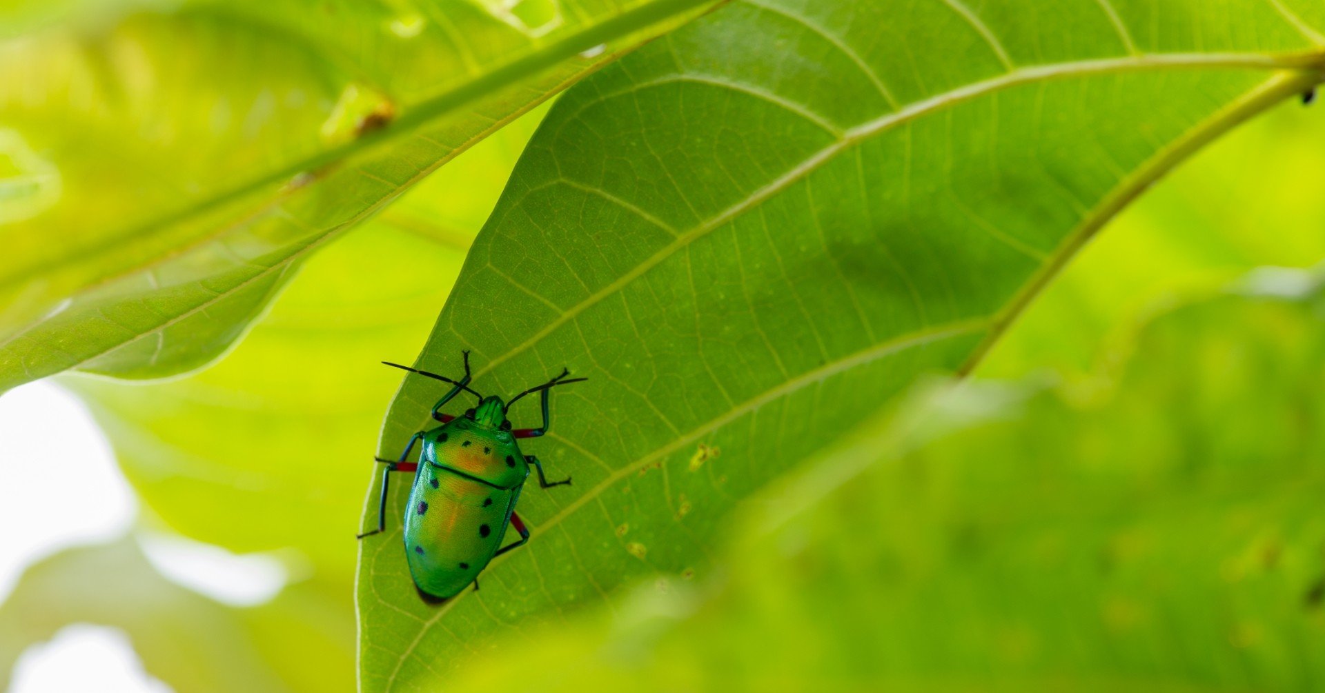 誰が虫を殺すのか 養老まにあっくす Note 誰が虫を殺すのか 養老まにあっくす Note