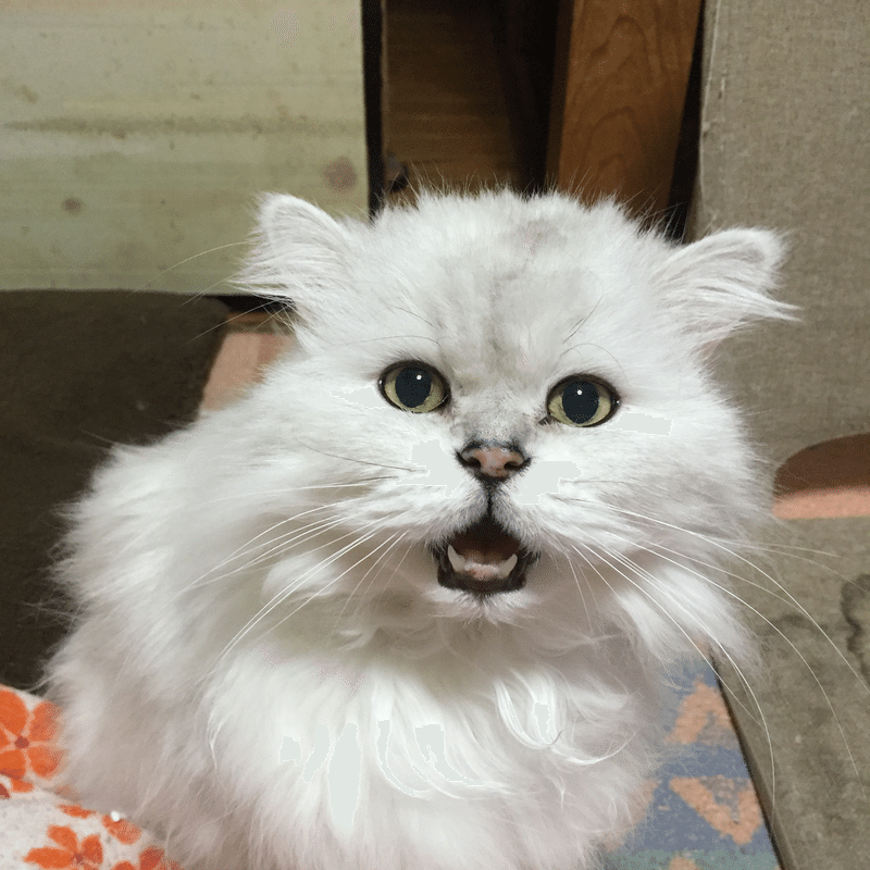 外国の猫ちゃんが亡くなった話 ホスピリカ Note