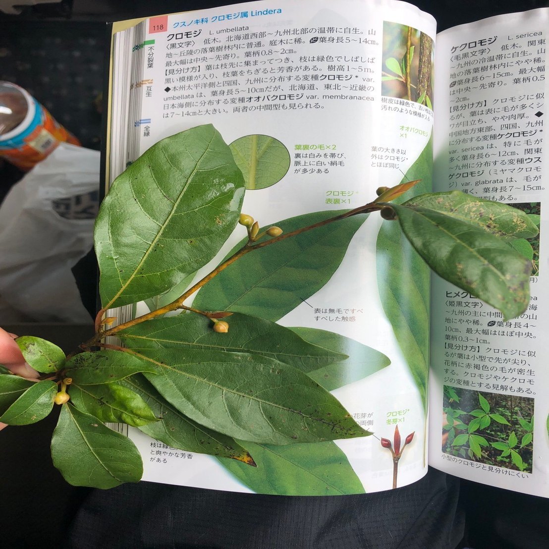 照葉樹とはどんな木？