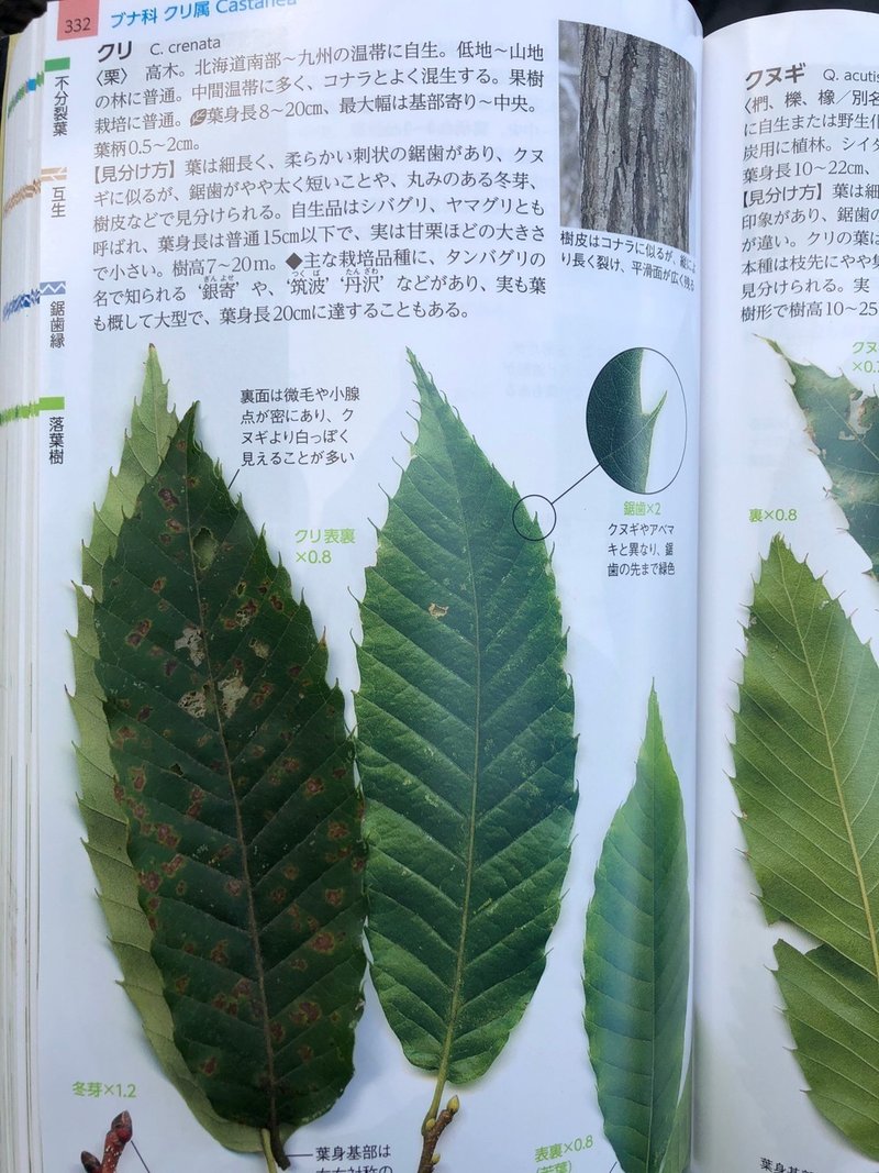 現場で見つけたこの木なんの木気になる木 Green Foresters 林業 がおもしろくなるnote Note