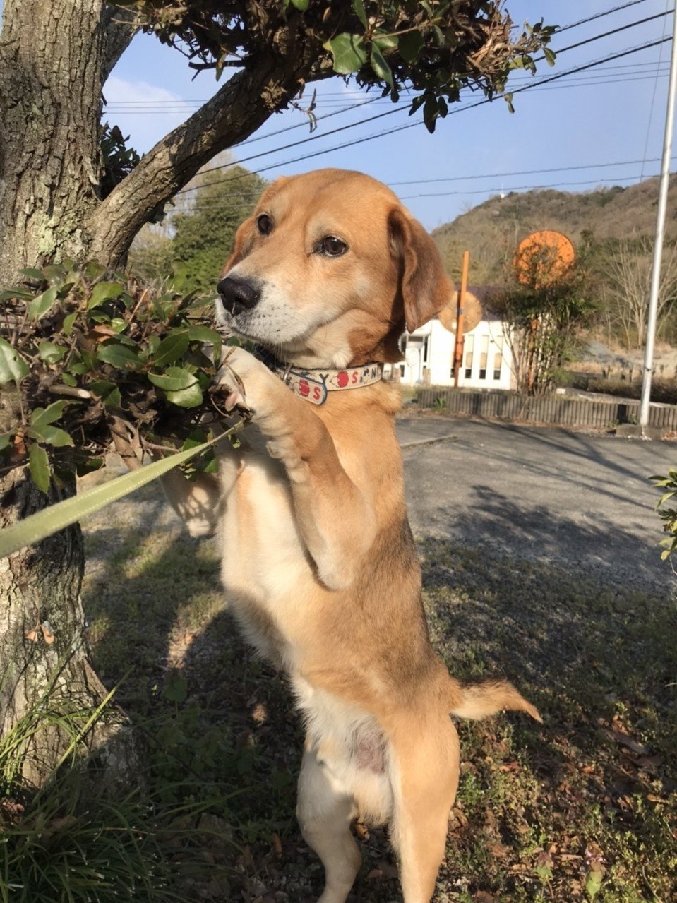 愛犬ロン 大ちゃん Note 愛犬ロン 大ちゃん Note