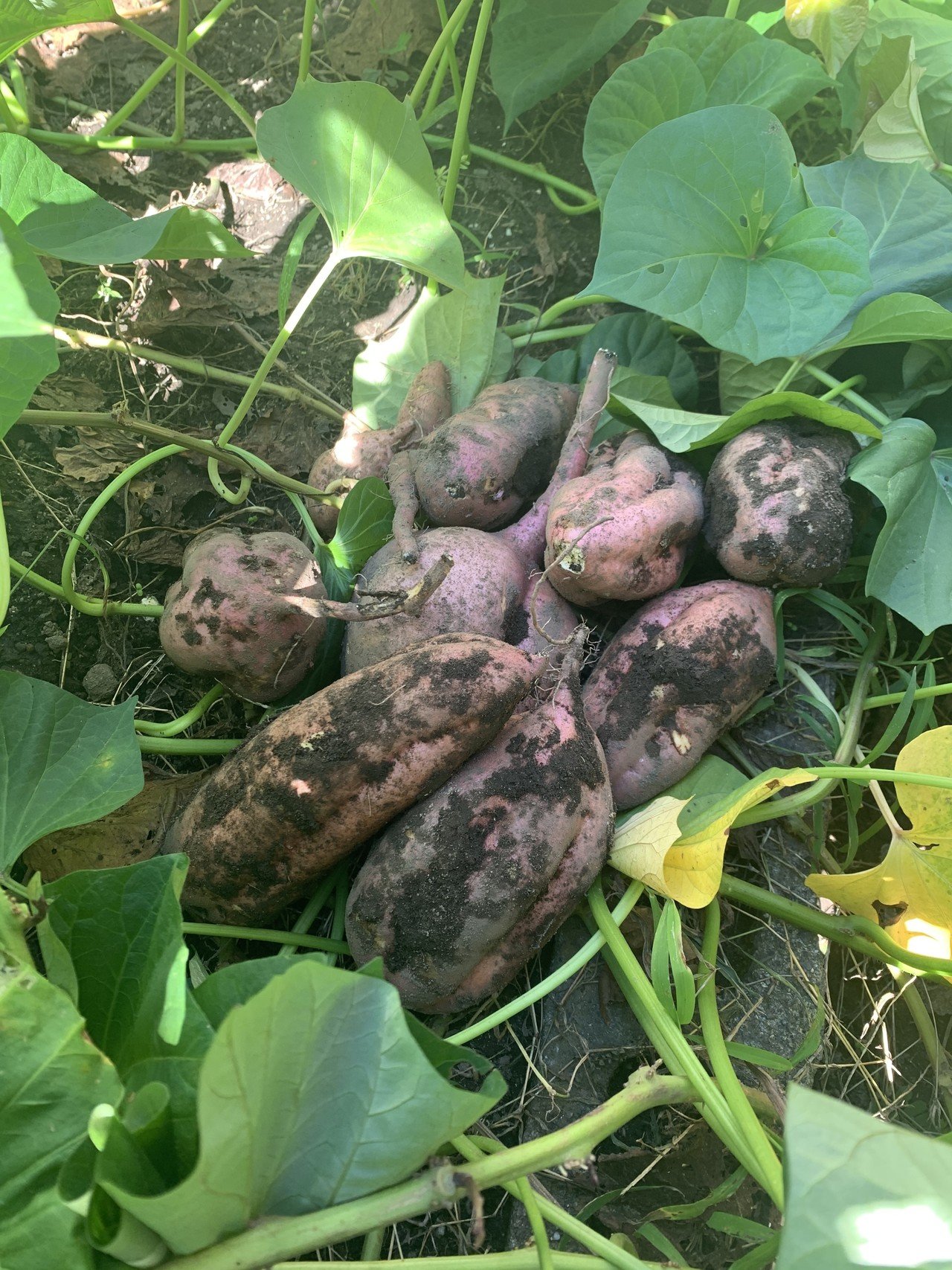 10月13日は さつまいもの日 今日初めて知りました そして 家庭菜園に安納芋を植えてたの忘れるところでした 今日掘ってみたら意外にたくさんできてて 嬉しい １カ月ほど追熟したら焼き芋にします 御手洗 育 Note