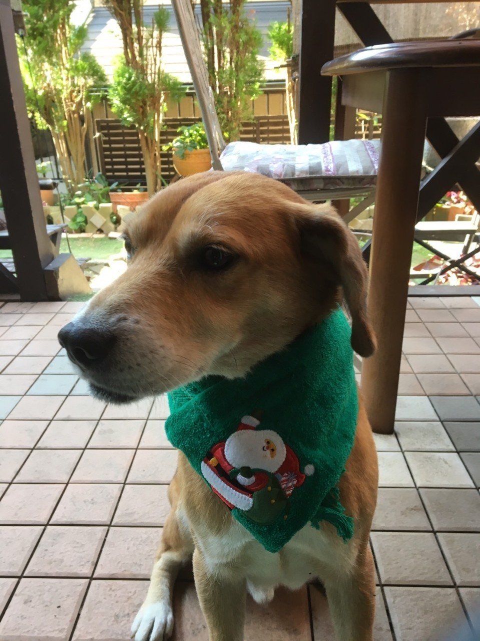 愛犬ロン 大ちゃん Note 愛犬ロン 大ちゃん Note