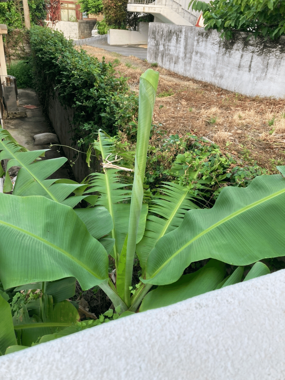 葉っぱが過ぎるよ バナナの木 心と体をととのえる ととのえ職人 五木田穣 Note