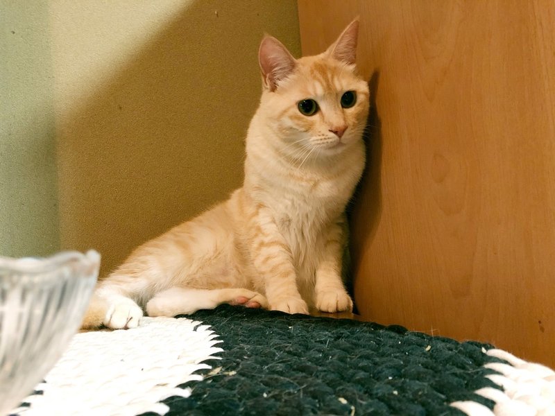 田舎で猫と暮らす話 とーやま Note