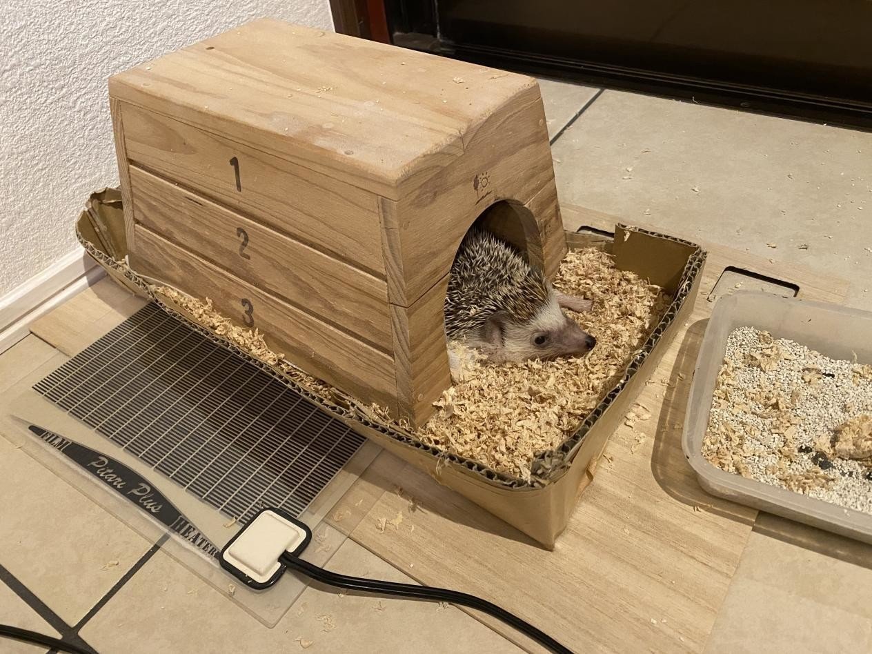 ハリネズミ ⠀ @tokyoartvibes より🦔⠀ たくさんの小動物たちと触れ合った日