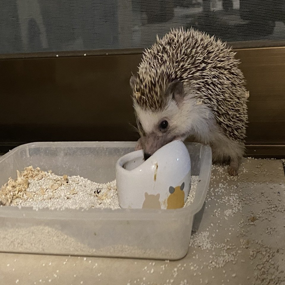 ハリネズミのハリ太君を紹介するぜ | Whimsical Discovery #107