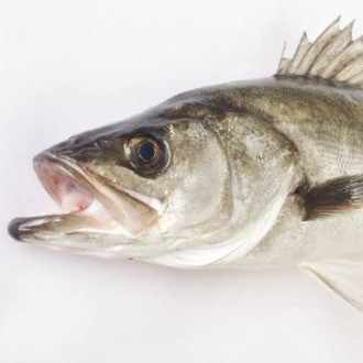 通フクラギ ブリの幼魚です の年のノート Note