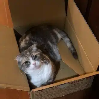 Yoshi