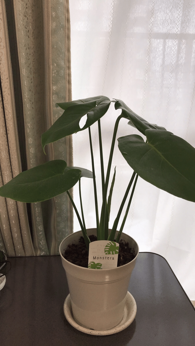 妻 観葉植物置きたいな Toffy 愛妻家fp Note