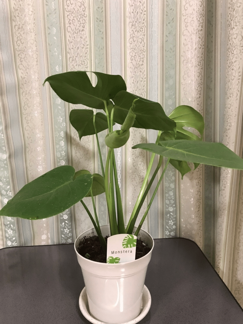 妻 観葉植物置きたいな Toffy 愛妻家fp Note