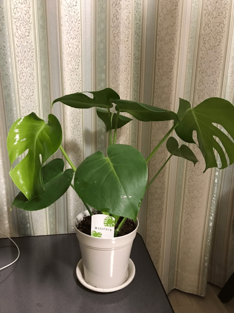 妻 観葉植物置きたいな Toffy 愛妻家fp Note