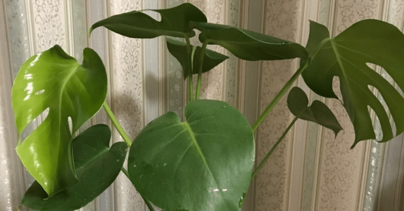 妻 観葉植物置きたいな Toffy 愛妻家fp Note