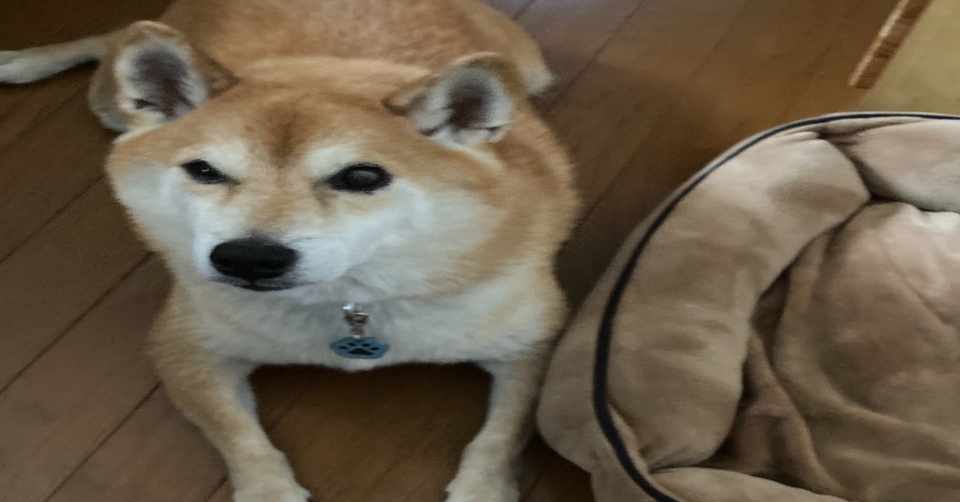 おはようのコロ コロ Note