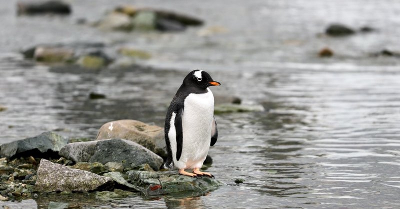 ペンギンはコロナにかかりやすい 探検クルーズ再開は慎重に 今日の海外観光関連ニュースまとめ 10 14 松本裕一 Note