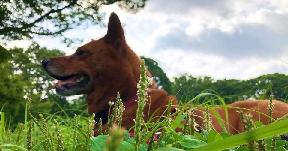 江戸のドッグトレーナー 犬牽 とは 山政流犬牽 荻島大河 Note