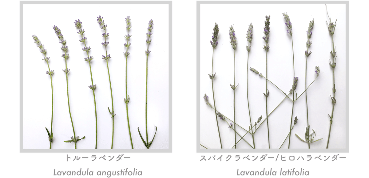 今一度、ラベンダー品種を比べてみる｜エフゲニーマエダ（平成林業。）