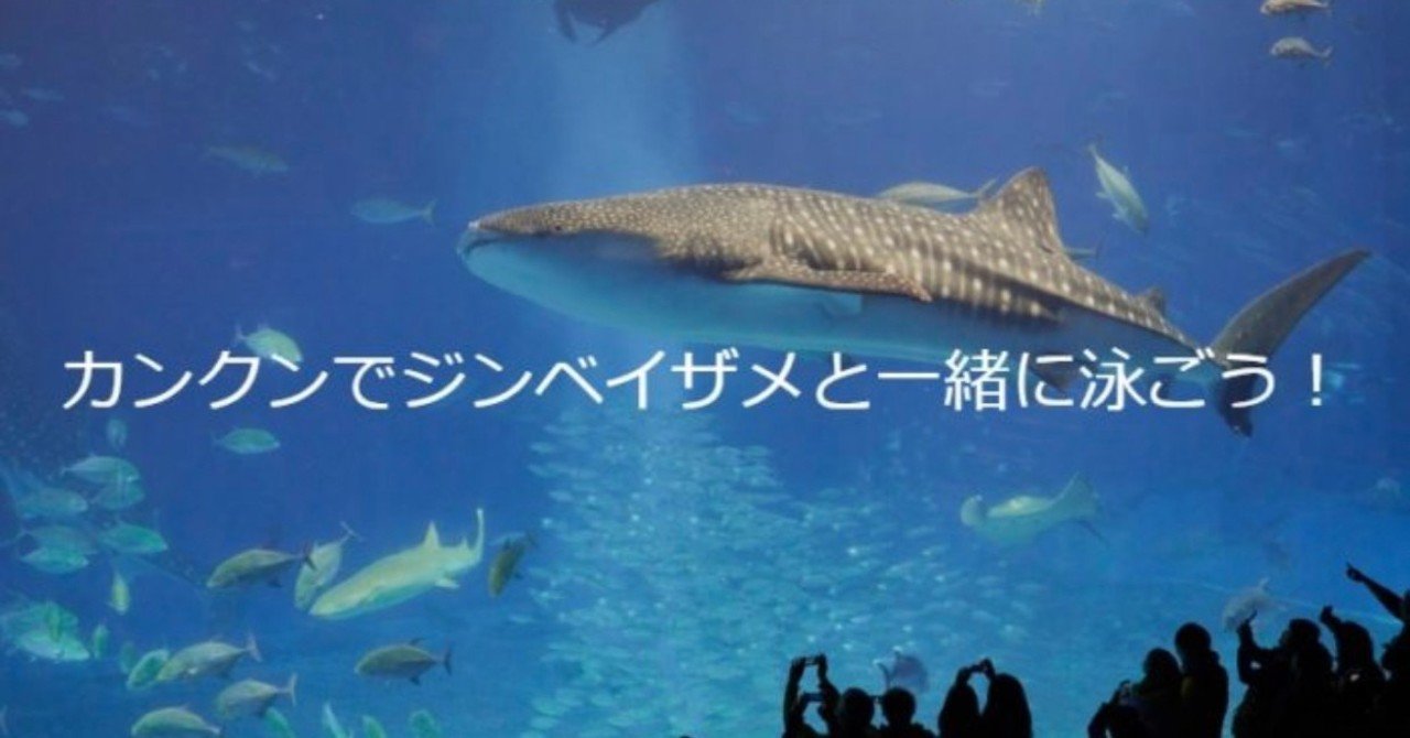 カンクン・ジンベイザメのツアーでおすすめの現地ツアー！｜なかめぐ