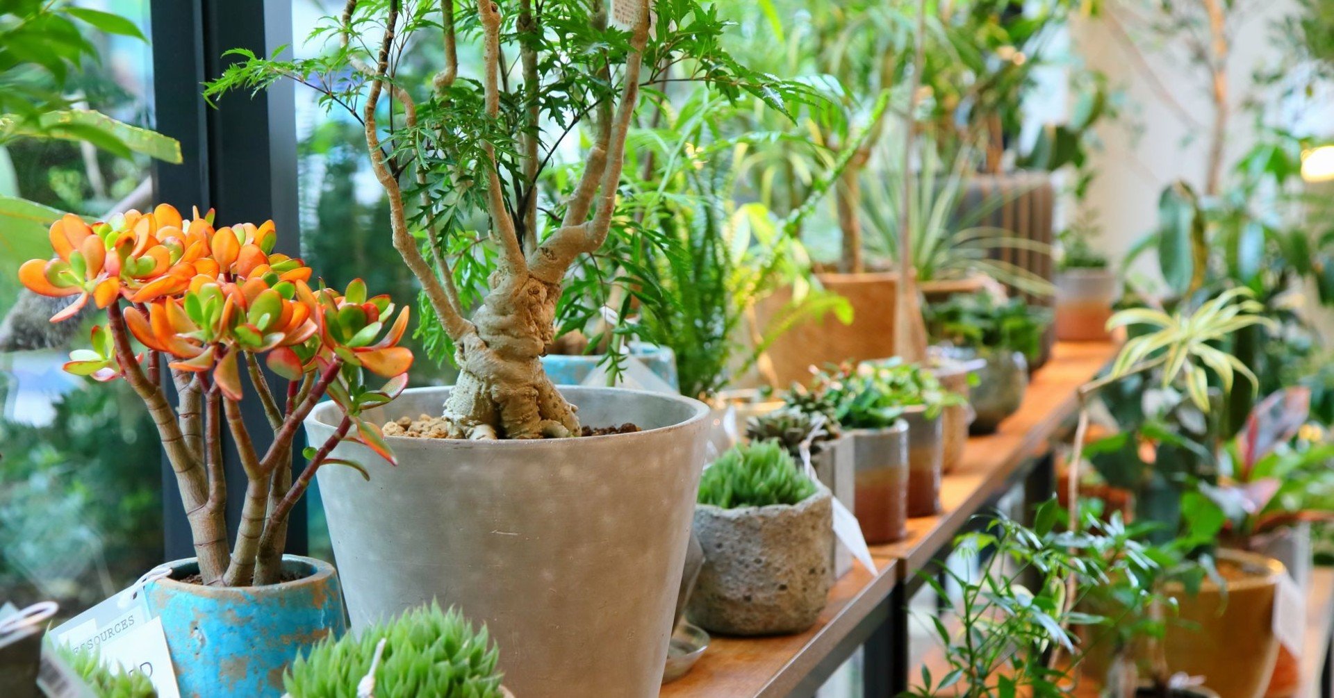 置く だけじゃない 観葉植物の飾り方 Co コプラス Note 置く だけじゃない 観葉植物の飾り方 Co コプラス Note