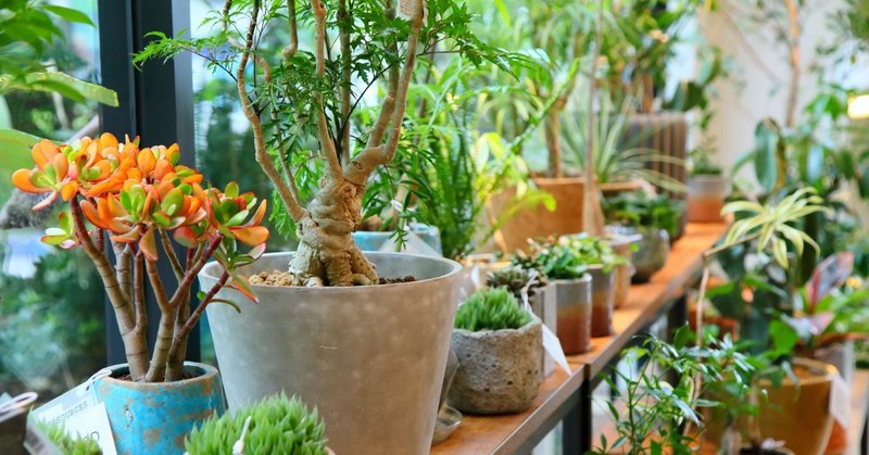 置く だけじゃない 観葉植物の飾り方 Co コプラス Note