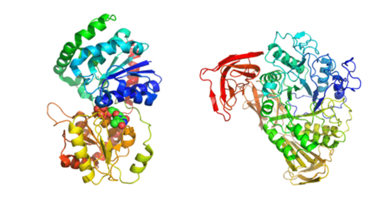 日本語だとGlycosylTransferaseとTransglycosylaseがどっちも「糖転移酵素」問題