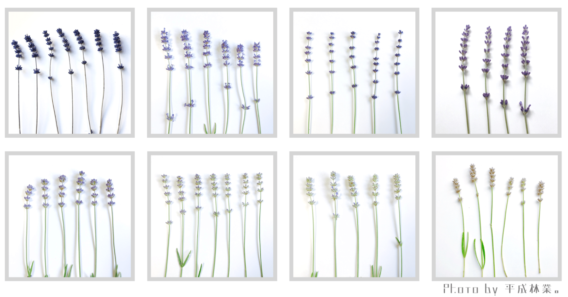 今一度、ラベンダー品種を比べてみる｜エフゲニーマエダ（平成林業。）