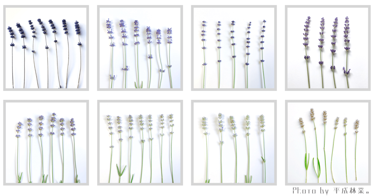 ラベンダー様 今一度、ラベンダー品種を比べてみる｜エフゲニーマエダ（平成