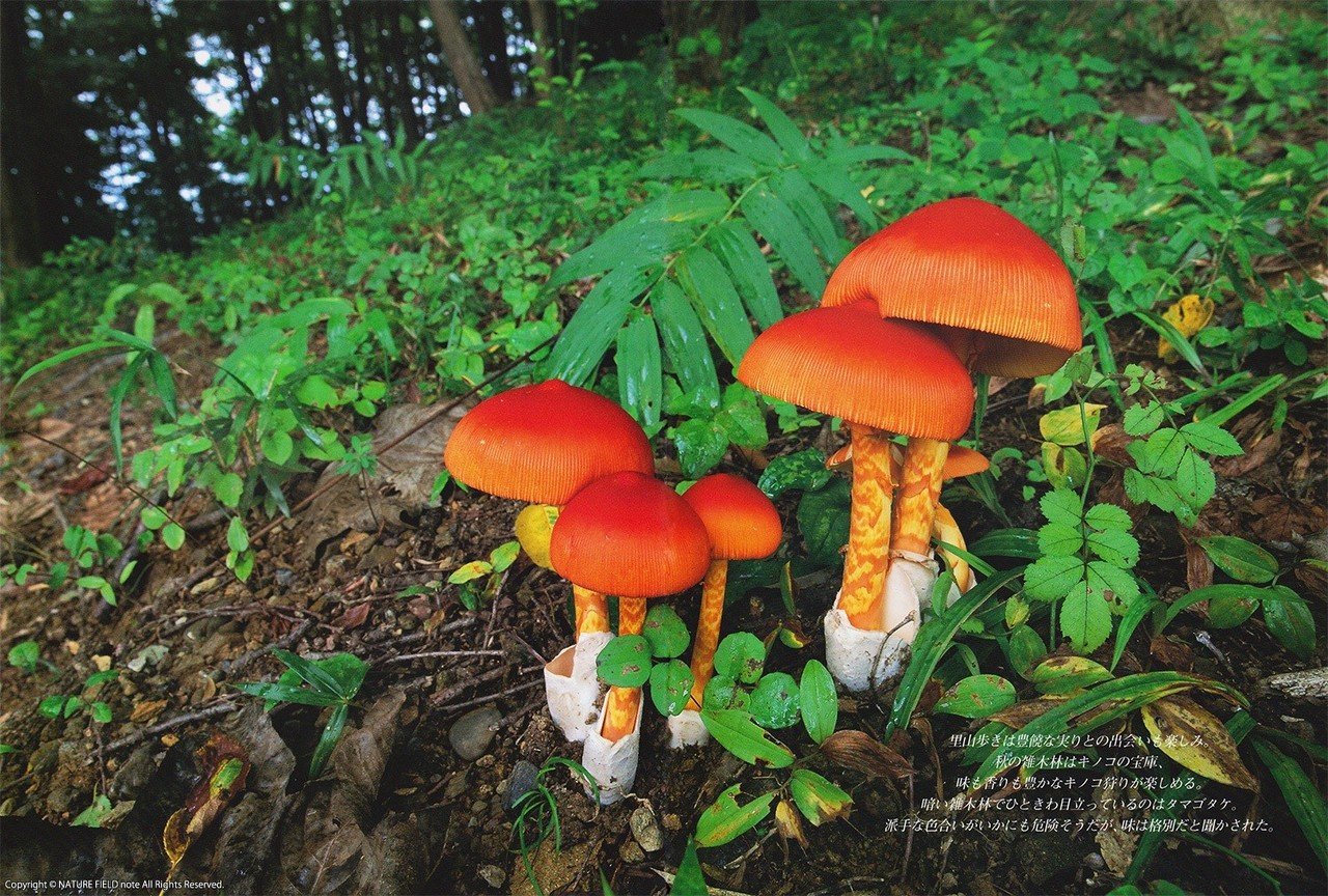 ふぐ毒さん専用 新潟の食用キノコ、きのこの森の歩き方、秋田山菜の山 きのこの森 ふぐ毒さん専用 新潟の食用キノコ、きのこの森の歩き方、秋田