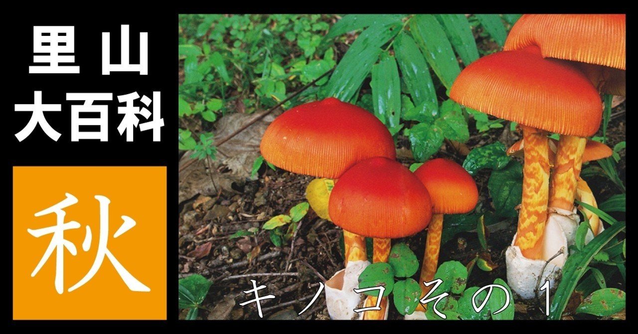 里山大百科「秋」キノコ その1｜映像制作会社つばめプロ