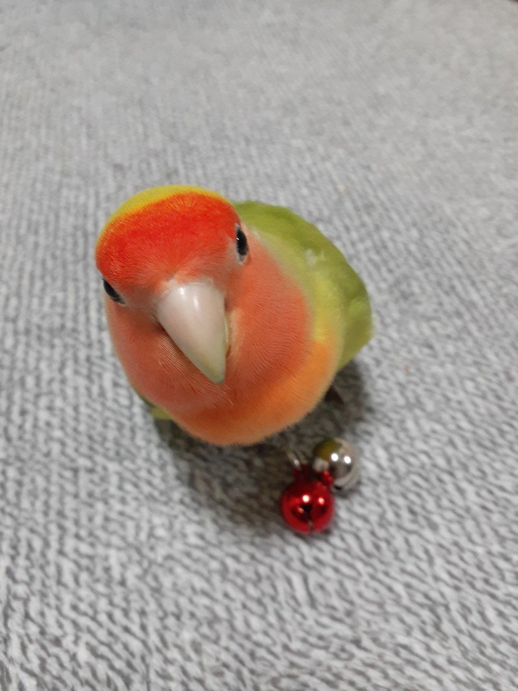 小桜インコ の新着タグ記事一覧 Note つくる つながる とどける