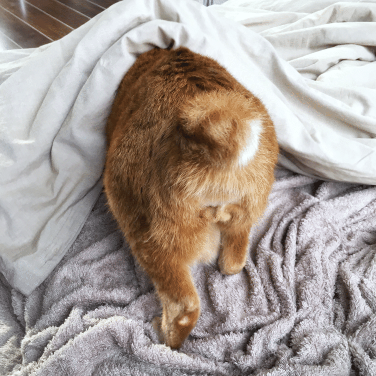 もこもこしてるネコが、朝から布団にモグモグしようとしてます。ここ最近、これがボクの朝ルーティン。