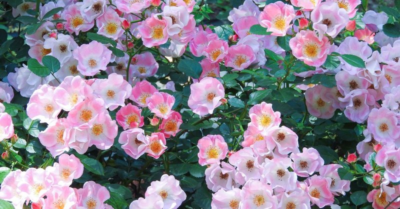 一重コンプレックス ありのままの自分を好きになろう ゆきの Note 一重コンプレックス ありのままの自分を好きになろう ゆきの Note