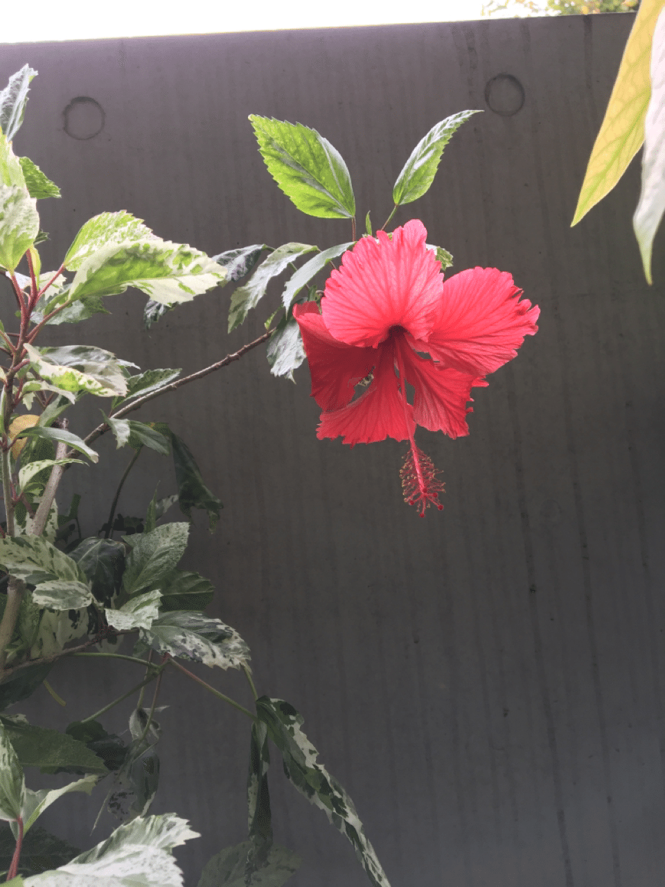 わたしの茶の間 沢村貞子の言葉｜西川浩幸｜note