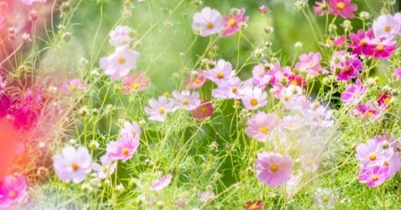 実は花が怖い Sunao Hsp 優しいマーケティングのお話 はじめました Note 実は花が怖い Sunao Hsp 優しいマーケティングのお話 はじめました Note