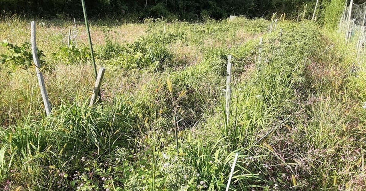 畑のある暮らし ニラのすごさ 鍬人 Note 畑のある暮らし ニラのすごさ 鍬人 Note