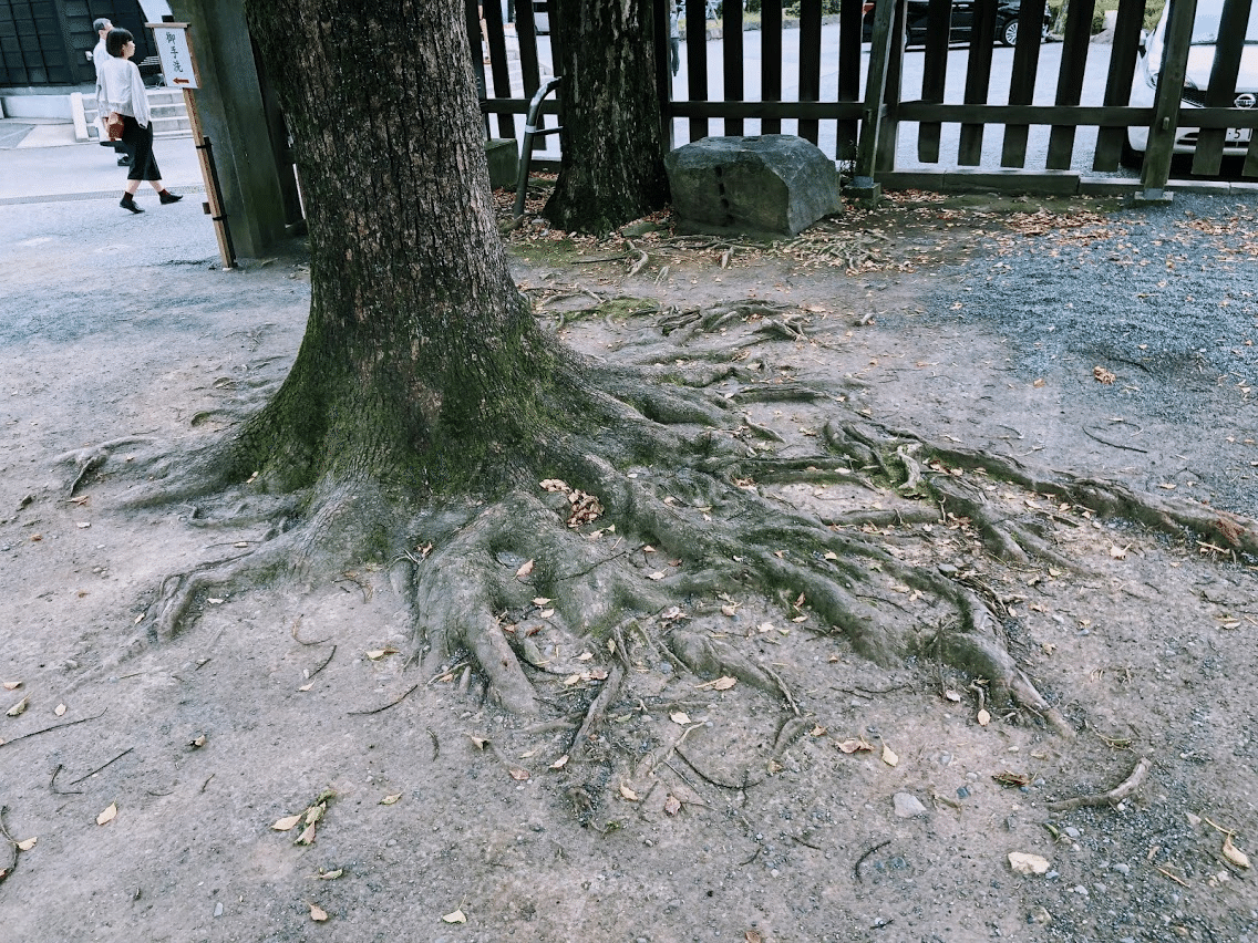 木の根の写真 長南 雅也 Note
